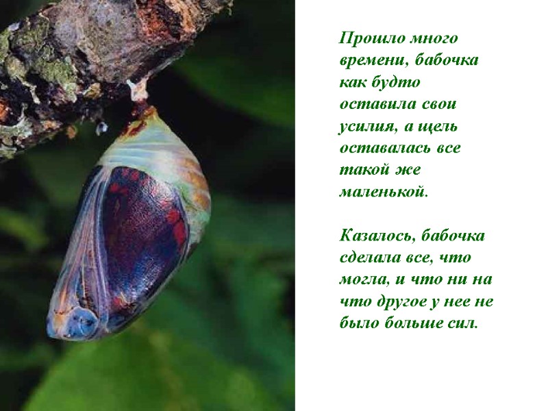Прошло много времени, бабочка как будто оставила свои усилия, а щель оставалась все такой